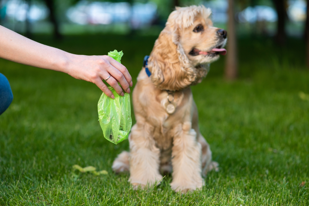 10 Facts Every Dog Owner Needs to Know About Giardia - Williamsburg ...