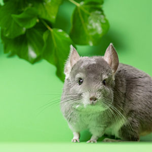 Pocket-Pets-s2-2img