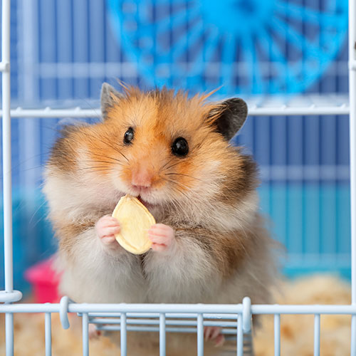 pocket-pets-sec2-img1